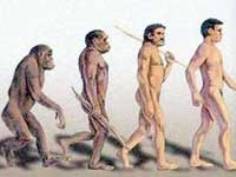 Этапы эволюции от человекообразной <br> обезьяны до человека разумного